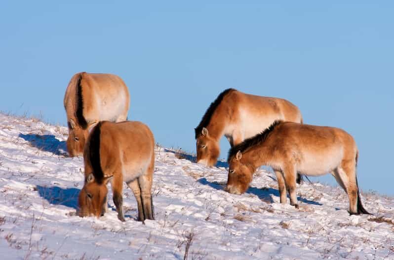 Day tour to Hustai national park - Who Will Love This Tour?