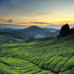 Day Trip to Cameron Highlands - The Value of This Tour