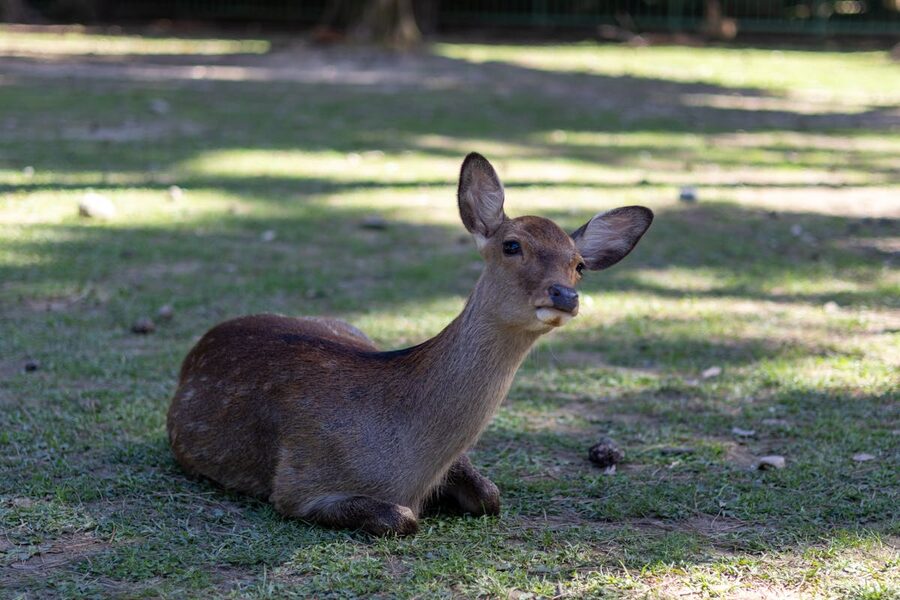 Cute Sika deer resting in the lush greenery of Nara Park Japan