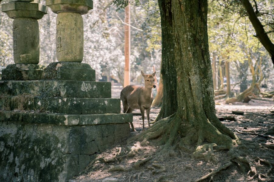 A deer stands near ancient stone lanterns in Nara Park Japan