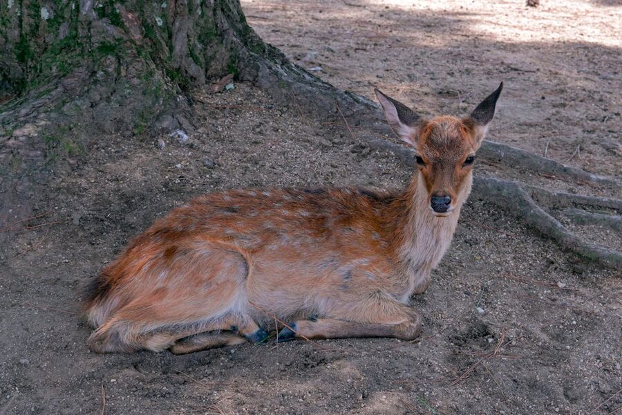 A sika deer rests under a tree in Nara Park Japan