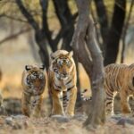 Delhi: Same Day Sariska National Park Tour with Tiger Safari - What to Expect: Practical Details & Tips