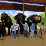 Delhi: Taj Mahal Sunrise Tour with Elephant Conservation - Who Should Consider This Tour?