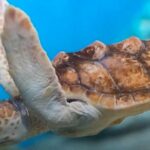 Discover Scuba Diving in Montego Bay - Why This Tour Offers Good Value