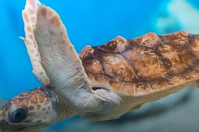 Discover Scuba Diving in Montego Bay - Why This Tour Offers Good Value