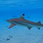 Discover the magical Moorea Lagoon - The Experience on the Water