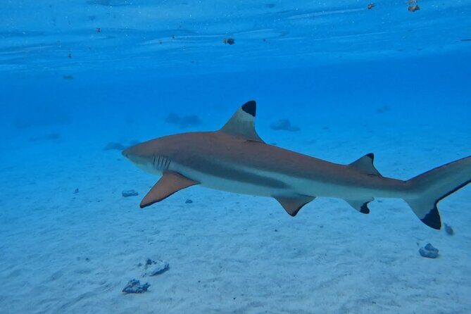 Discover the magical Moorea Lagoon - The Experience on the Water