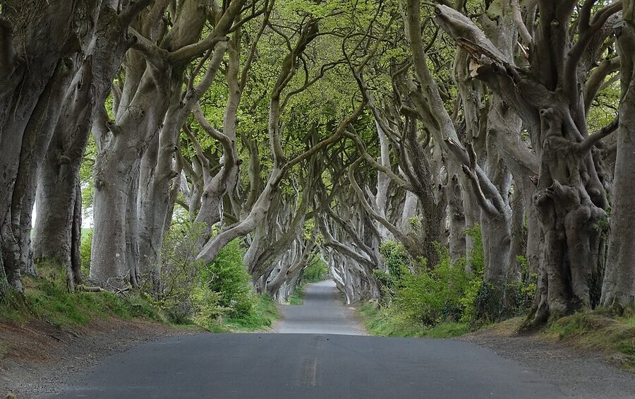 Dark Hedges Armoy beech avenue County Antrim