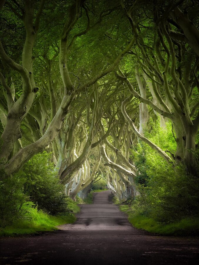 Dark Hedges beech tunnel County Antrim Northern Ireland