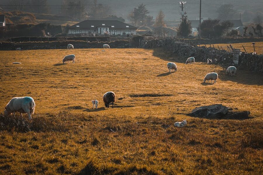 Irish sheep grazing rural fields green countryside