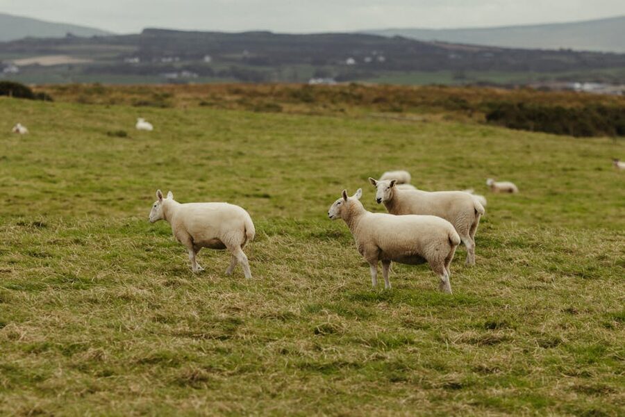 Pastoral Northern Ireland sheep grazing fields