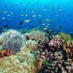 Dumaguete: Apo Island Snorkeling and Hiking Joiners Tour - Discovering Apo Island: A Natural Treasure