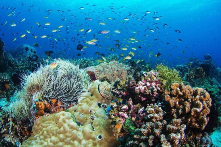 Dumaguete: Apo Island Snorkeling and Hiking Joiners Tour - Discovering Apo Island: A Natural Treasure