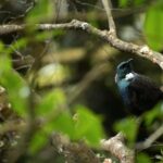 Dunedin: Wildlife and Penguin Tour - Authentic Experiences Shared by Travelers