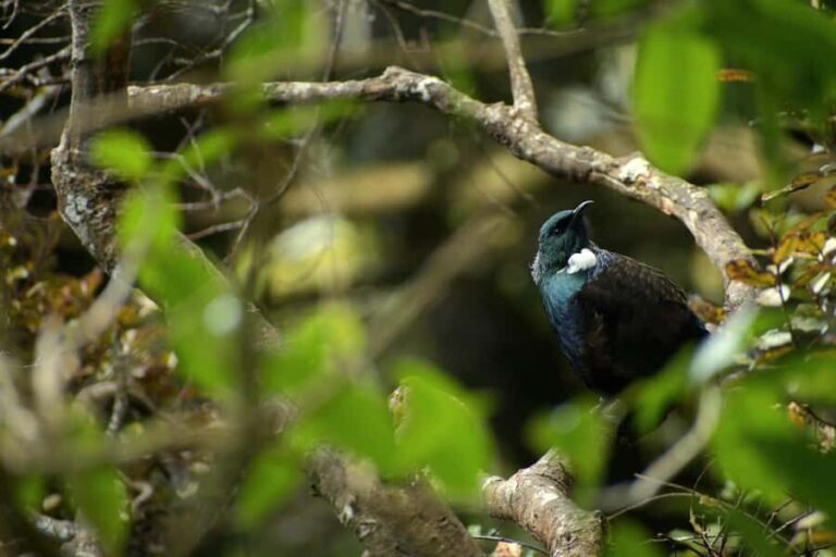 Dunedin: Wildlife and Penguin Tour - Authentic Experiences Shared by Travelers