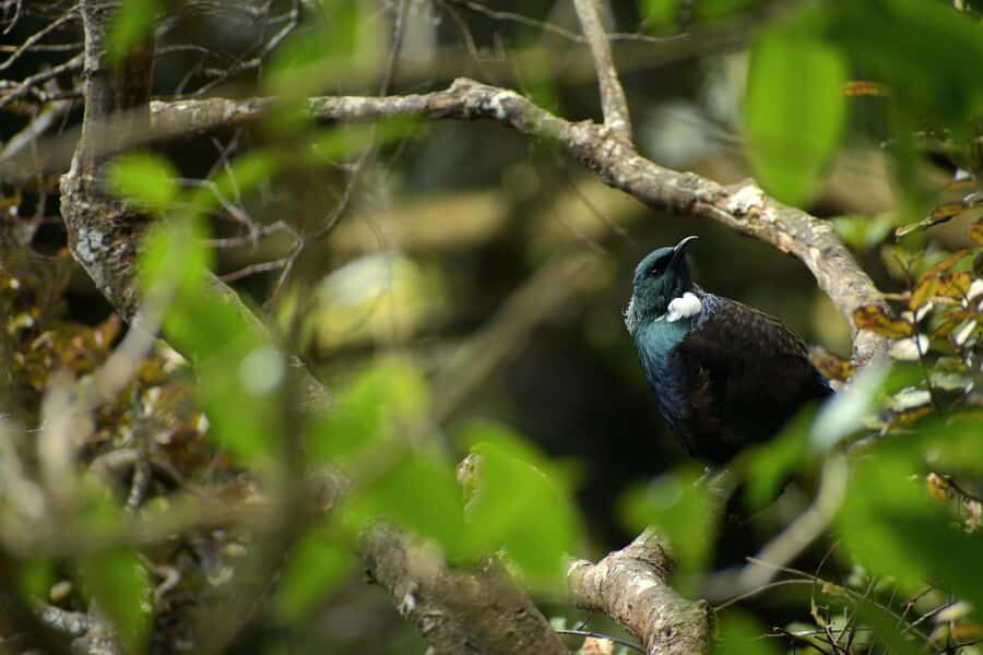 Dunedin: Wildlife and Penguin Tour - Authentic Experiences Shared by Travelers