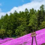 Eastern Hokkaido: Shibazakura & Tulip Park Day Tour - What to Pack and Tips for the Day