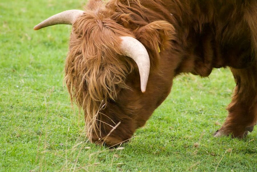 Highland cow grazing in Scotland