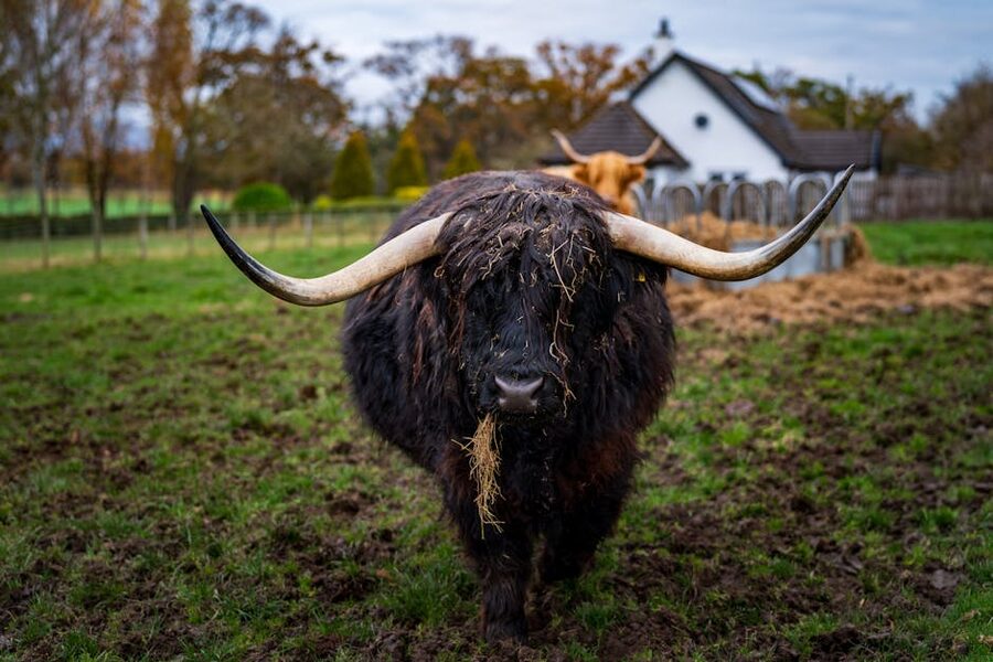 Highland cow on pasture in Scottish countryside