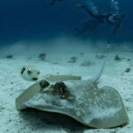 El Nido: Discover Scuba Diving with Manta Rays in Sibaltan - The Itinerary in Detail