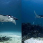 El Nido: Manta Ray Diving Experience in Sibaltan - Why This Experience Is Worth Considering