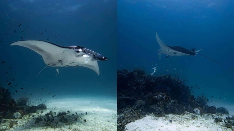 El Nido: Manta Ray Diving Experience in Sibaltan - Why This Experience Is Worth Considering