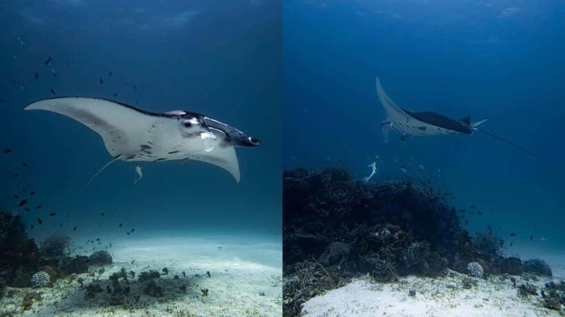 El Nido: Manta Ray Diving Experience in Sibaltan - Why This Experience Is Worth Considering