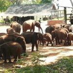 Ella and Udawalawe National Park Private Tour All Inclusive - Exploring Ella: Nature and Scenic Spots