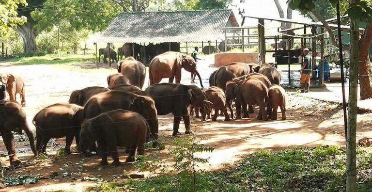 Ella and Udawalawe National Park Private Tour All Inclusive - Exploring Ella: Nature and Scenic Spots