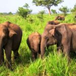 Ella, Bandarawela or Haputale to Udawalawe Safari With Jeep - Detailed Breakdown of the Itinerary