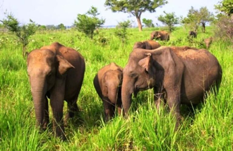 Ella, Bandarawela or Haputale to Udawalawe Safari With Jeep - Detailed Breakdown of the Itinerary