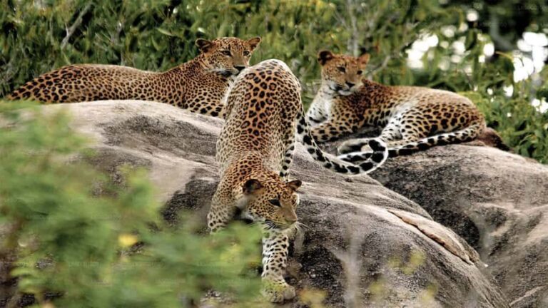 Ella, Bandarawela, or Haputale to Yala National Park Safari - Practical Details and What to Pack