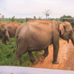 Ella: Shuttle to Tangalle/Mirissa/Galle & Udawalawa Safari - The Itinerary: How the Day Unfolds