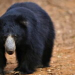 Ella To Yala National Park Private Transport - The Practicalities: Booking & Logistics