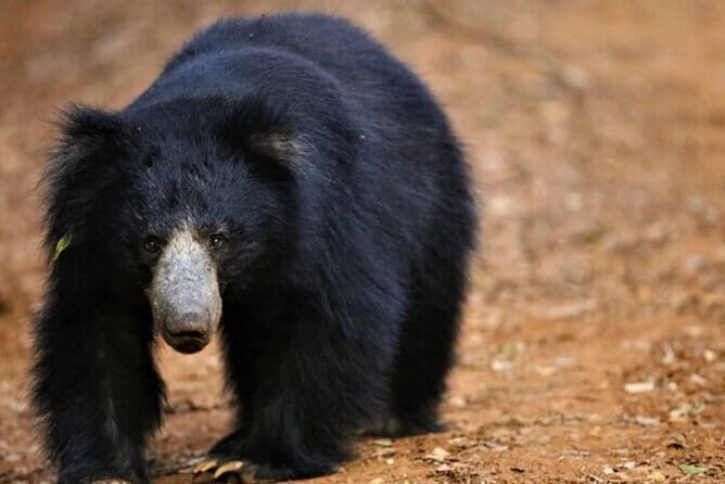 Ella To Yala National Park Private Transport - The Practicalities: Booking & Logistics