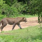 Ella: Yala National Park Safari with Coastal Drop-Off - Why This Tour Offers Real Value