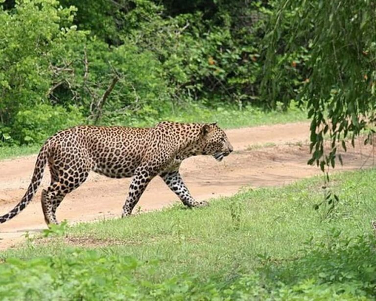Ella: Yala National Park Safari with Coastal Drop-Off - Why This Tour Offers Real Value