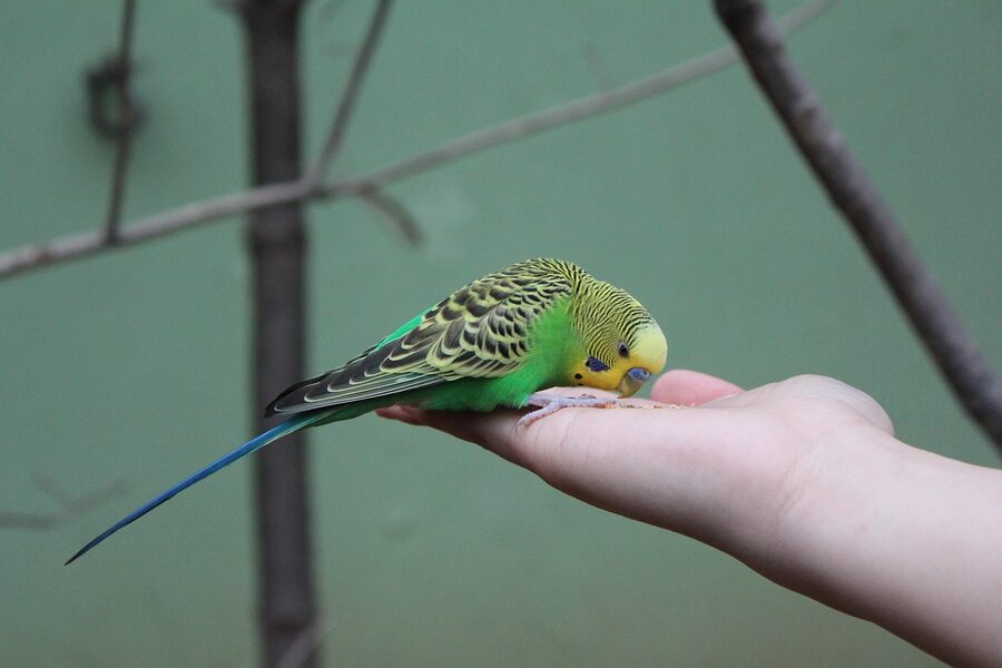 Bird feeding at Everland Zootopia