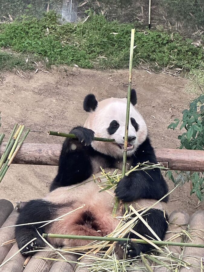 Mother panda Aibao at Everland