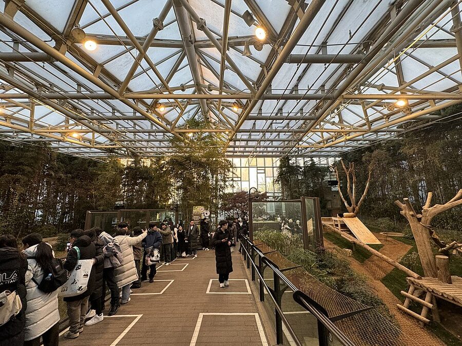 Panda World bamboo enclosure at Everland