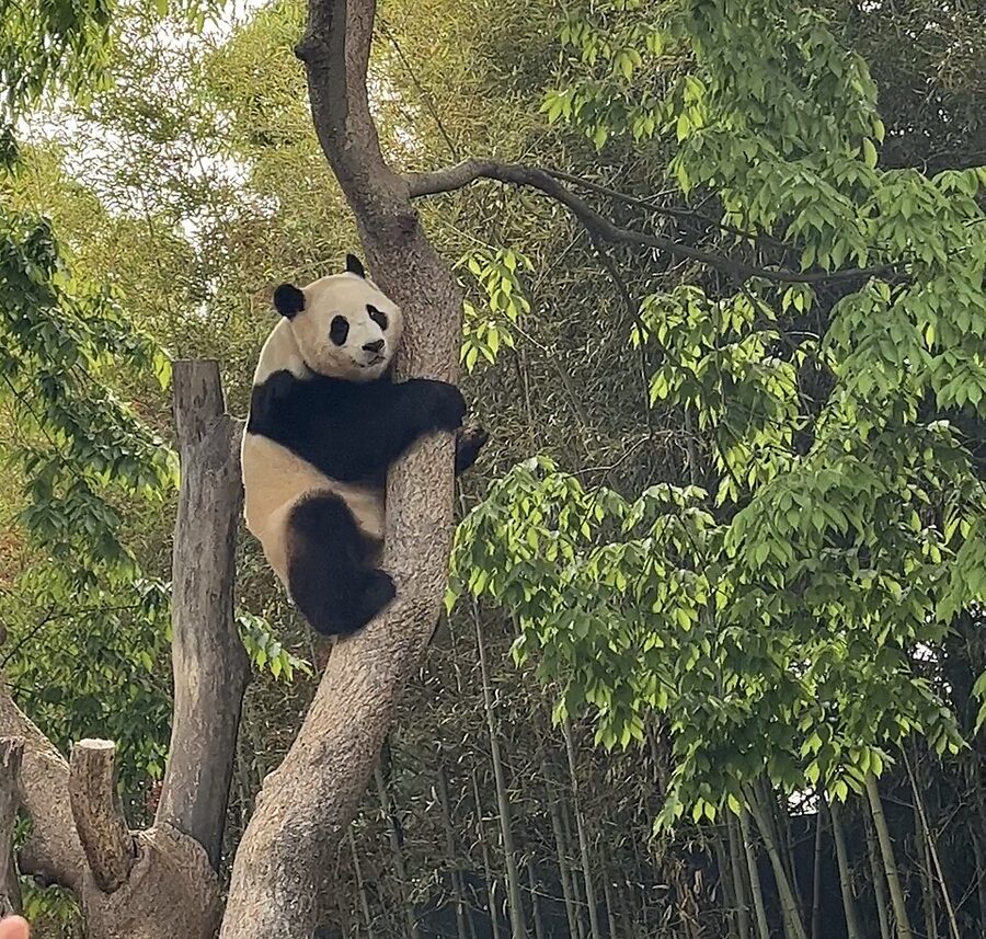 Panda Fubao at Panda World Everland