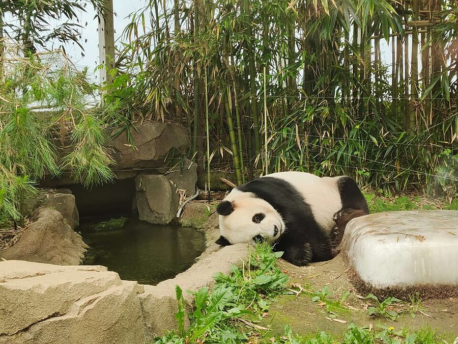 Pandas playing at Everland in Korea