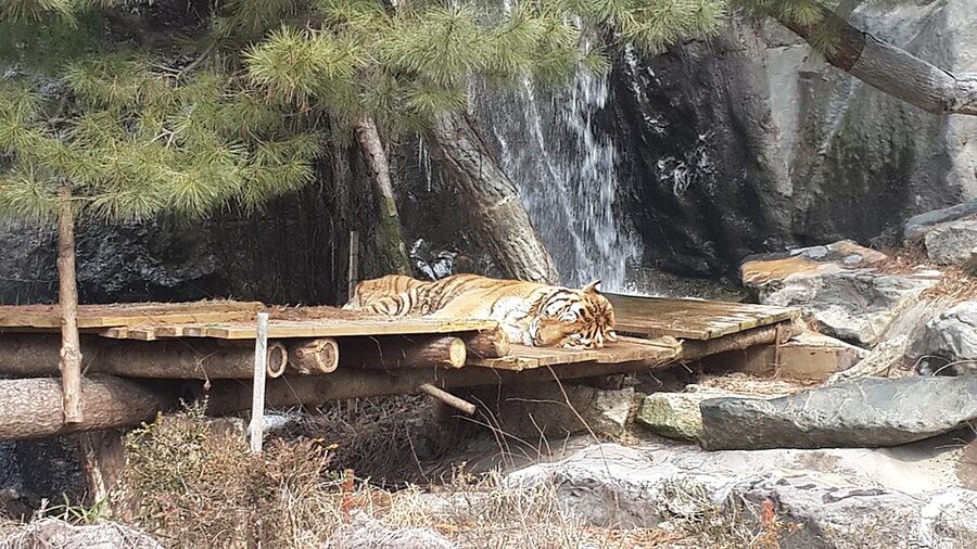 Safari World tigers at Everland
