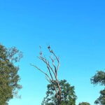 Everything in Udawalawe (Safari, Accommodation with Half Board) - The Itinerary in Detail