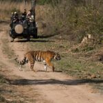 Exciting Day Trip from Jaipur to Ranthambore Wildlife Safari - Transportation and Logistics: Comfort and Convenience