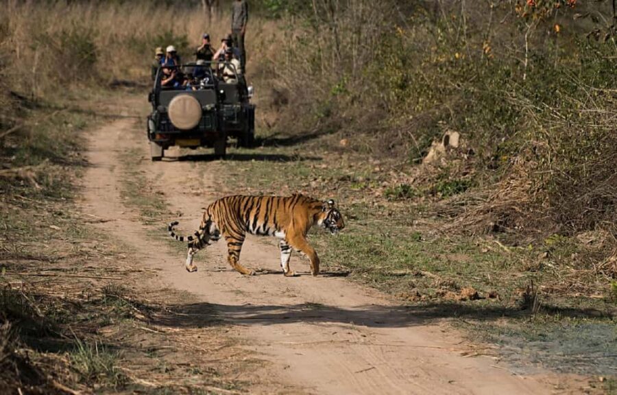 Exciting Day Trip from Jaipur to Ranthambore Wildlife Safari - Transportation and Logistics: Comfort and Convenience