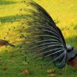 Exclusive : Afternoon Yala Safari with Beach BBQ Dinner - Who Should Consider This Tour?