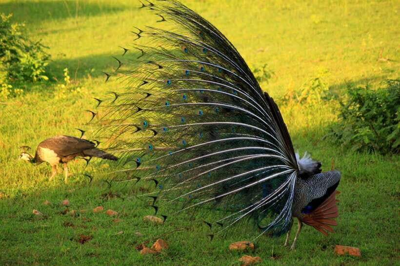 Exclusive : Afternoon Yala Safari with Beach BBQ Dinner - Who Should Consider This Tour?