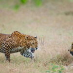 Exclusive : Full-Day Leopard Safari Yala With Picnic Lunch - What to Expect During the Tour