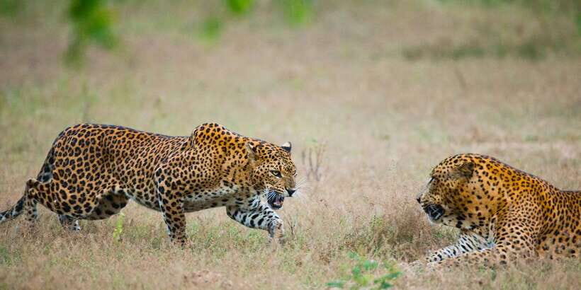 Exclusive : Full-Day Leopard Safari Yala With Picnic Lunch - What to Expect During the Tour